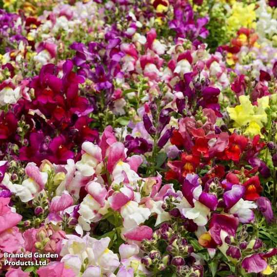 Antirrhinum 'Chuckles' - Seeds