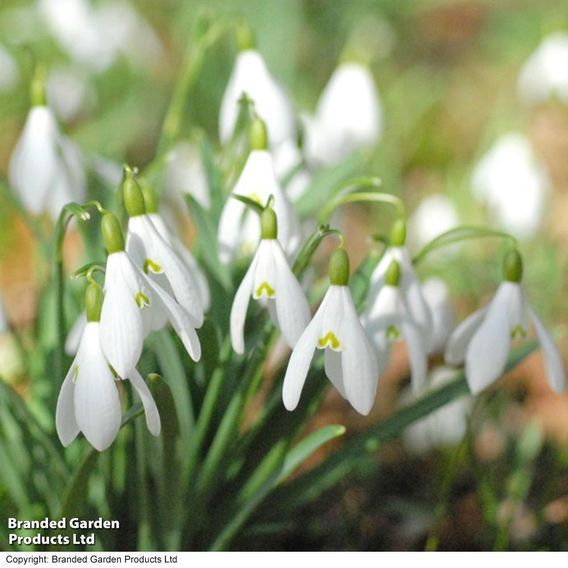 Spring Bulbs In The Green Trio