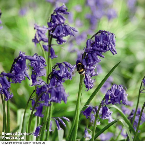 Spring Bulbs In The Green Trio