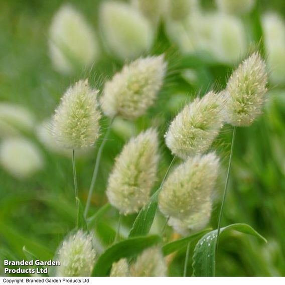 Grasses Ornamental 'Bunny Tails' - Seeds