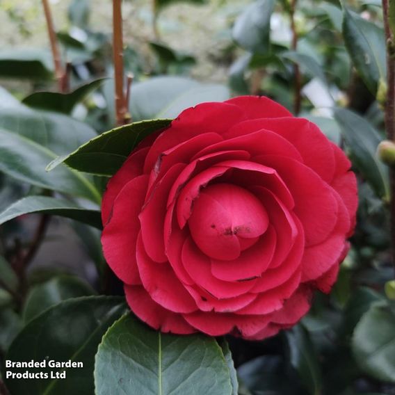 Camellia japonica 'Roger Hall'