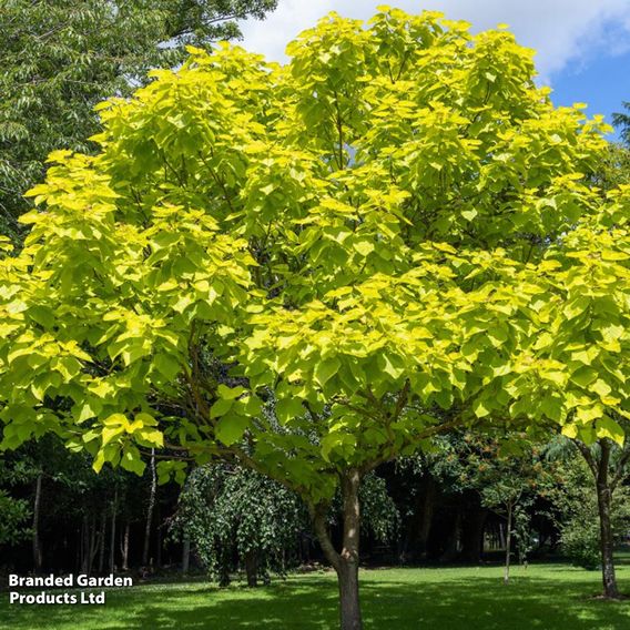 Catalpa bignonioides 'Aurea'