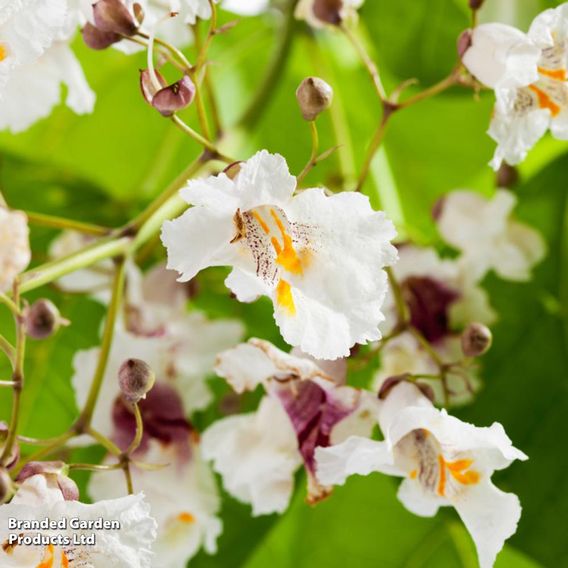 Catalpa bignonioides 'Aurea'