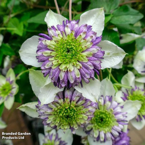 Clematis Viennetta™ evipo006