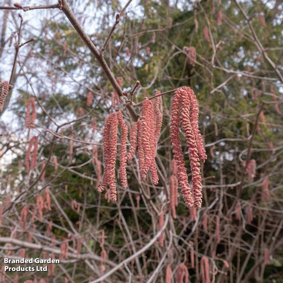 Corylus maxima 'Purpurea'