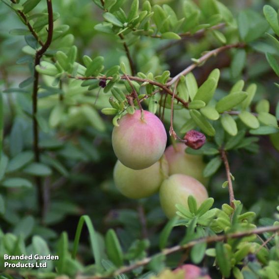 Cranberry 'Early Black'