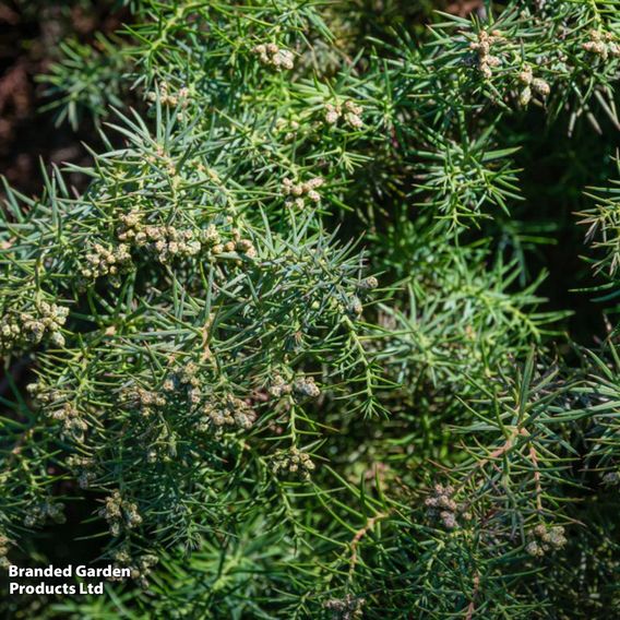 Cryptomeria japonica 'Elegans Viridis'