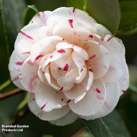 Camellia japonica 'Contessa Lavinia Maggi'