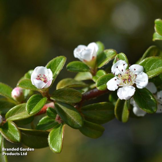 Cotoneaster suecicus 'Coral Beauty'