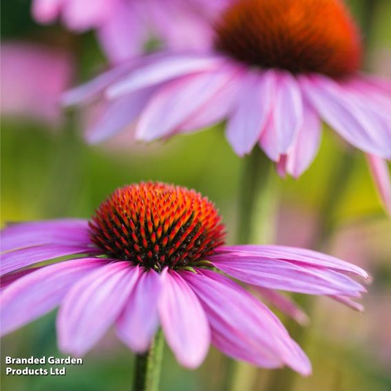 Echinacea purpurea 'Rubinstern'