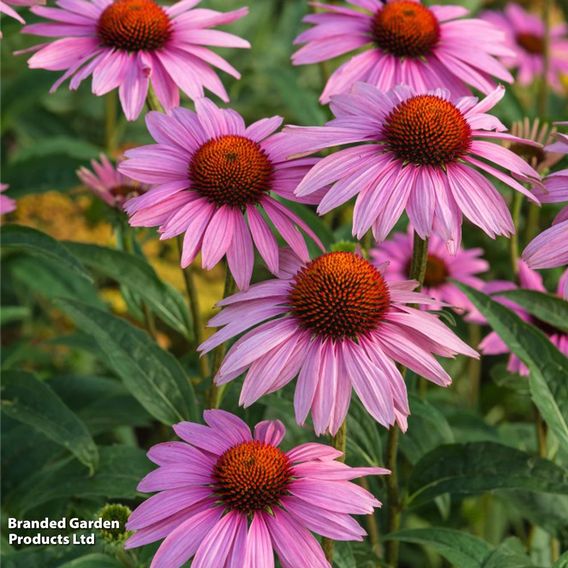 Echinacea purpurea 'Rubinstern'