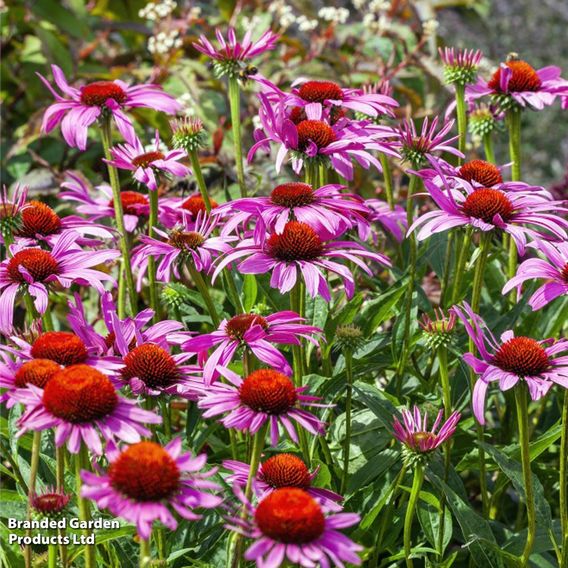 Echinacea purpurea 'Rubinstern'