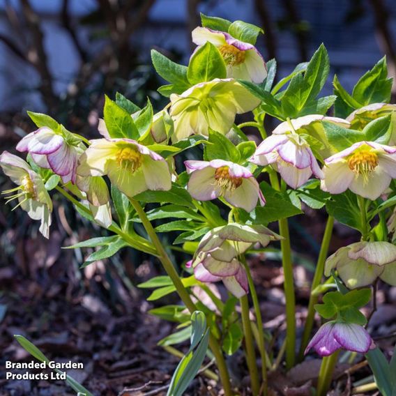 Hellebore 'Single White Picotee'