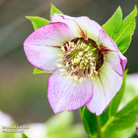 Hellebore 'Single White Picotee'