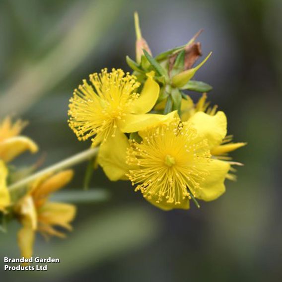 Hypericum 'Gemo'