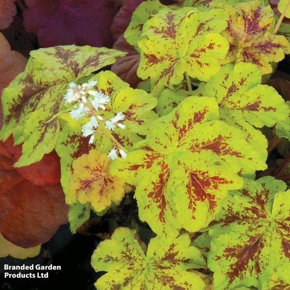 Heucherella 'Trailing Yellowstone Falls'