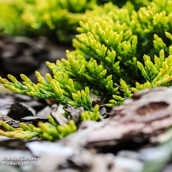 Juniperus horizontalis 'Golden Carpet'