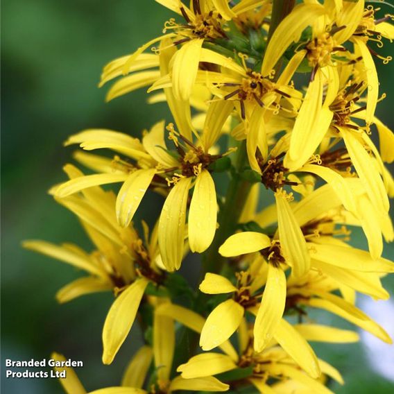 Ligularia przewalskii