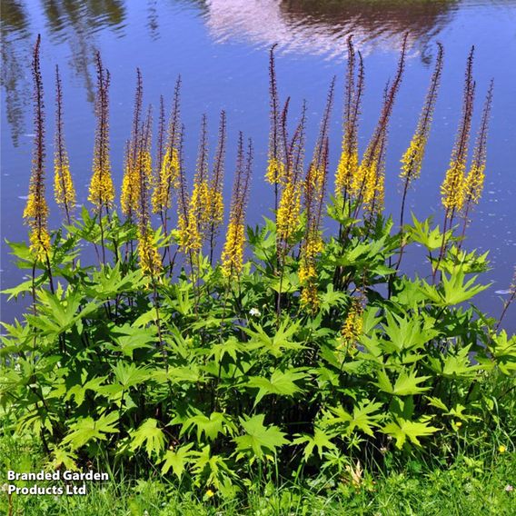 Ligularia przewalskii