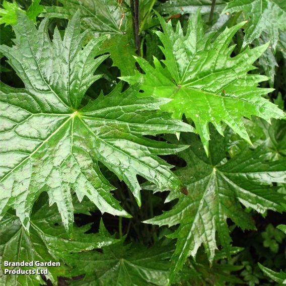 Ligularia przewalskii