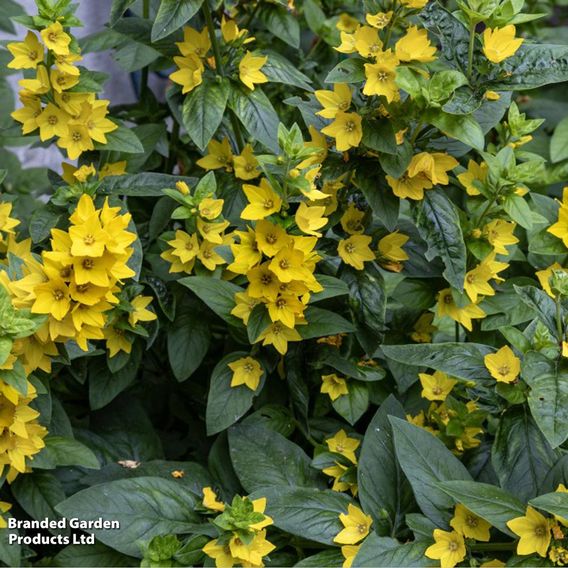 Lysimachia punctata