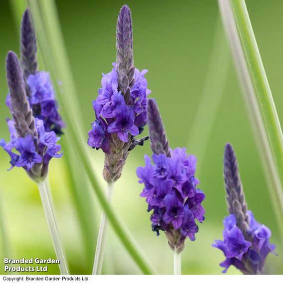 Lavender 'multifida Blue Wonder' - Seeds