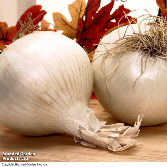 Onion 'White Snowball' (Spring Planting)