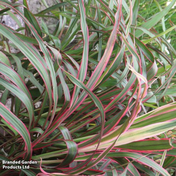 Phormium 'Jester'