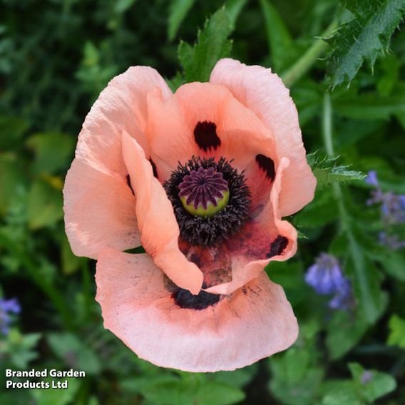 Poppy 'Coral Reef'