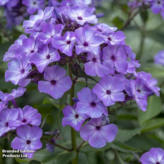 Phlox paniculata 'Blue Boy'