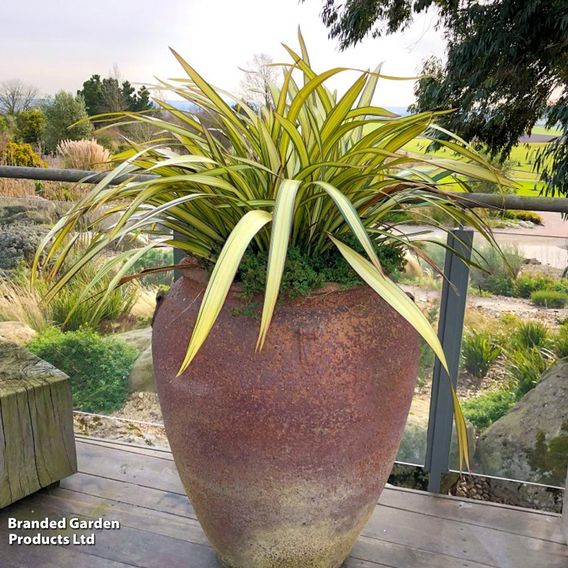 Phormium 'Cream Delight'