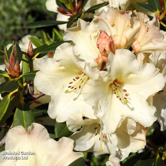 Rhododendron 'Barnaby Sunset'