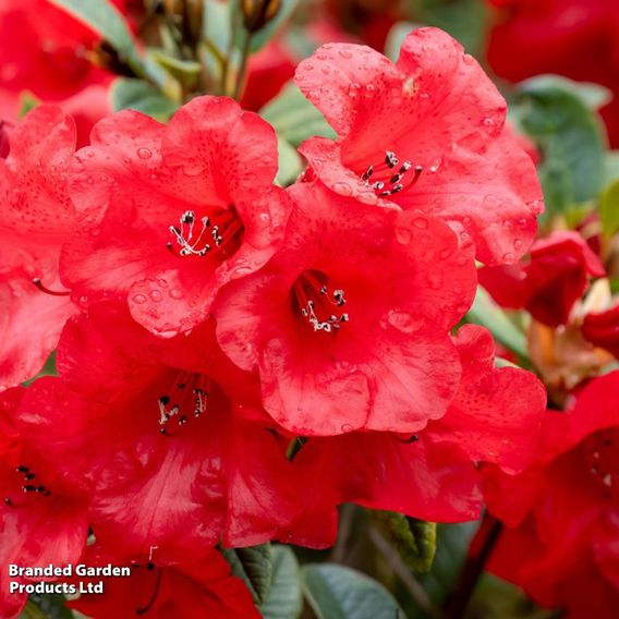 Rhododendron 'Elizabeth'