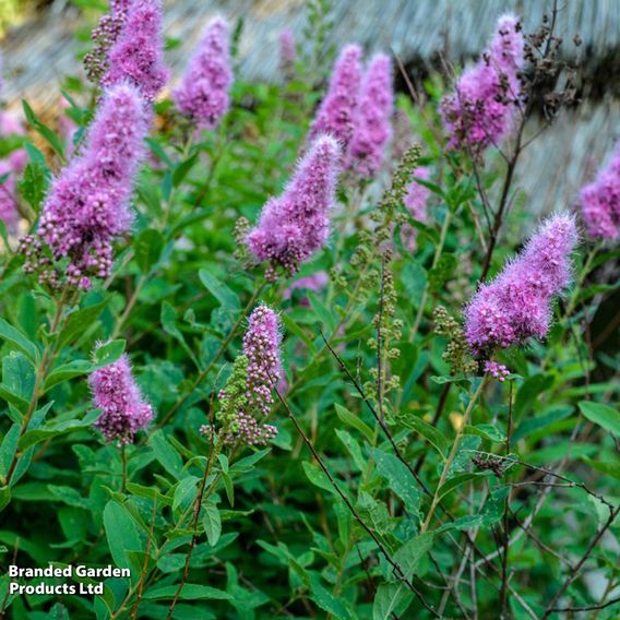 Spiraea douglasii