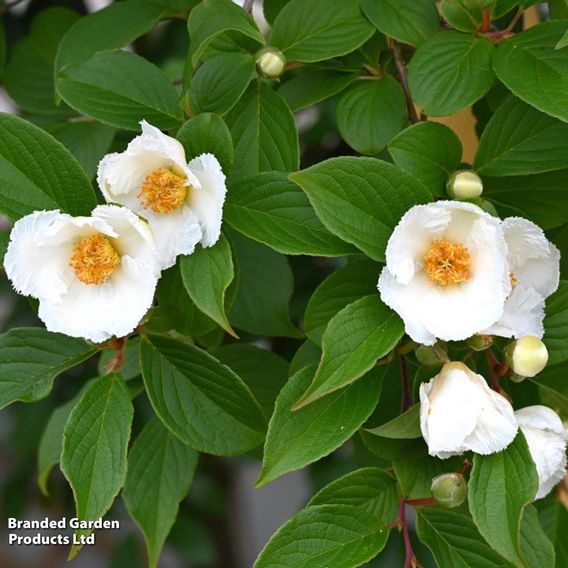 Stewartia pseudocamellia