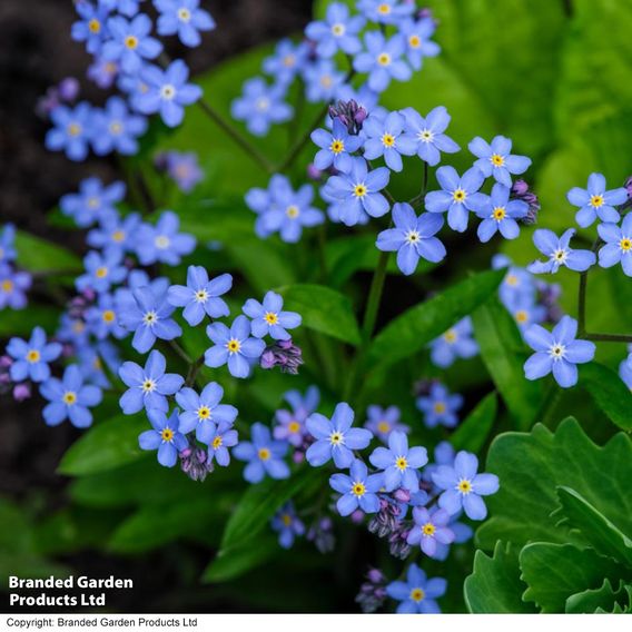 Forget-Me-Not 'Spring Symphony Blue' - Seeds