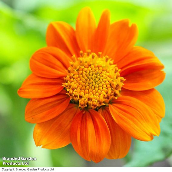 Tithonia rotundifolia 'Fiesta del Sol' - Seeds