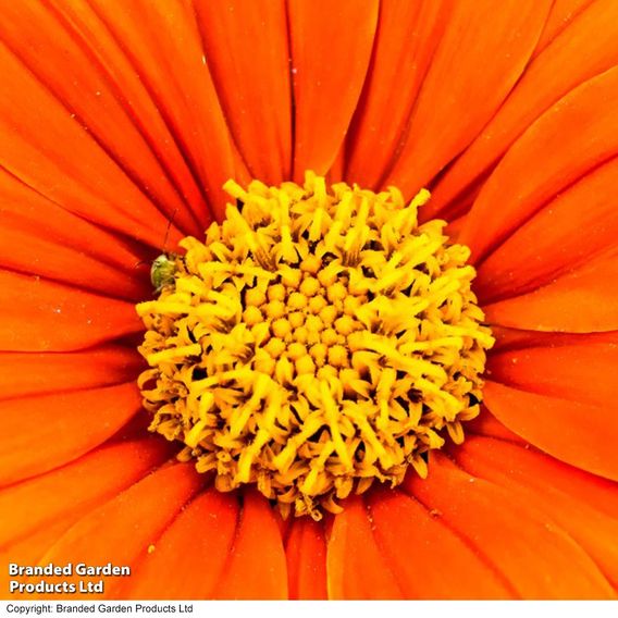 Tithonia rotundifolia 'Fiesta del Sol' - Seeds