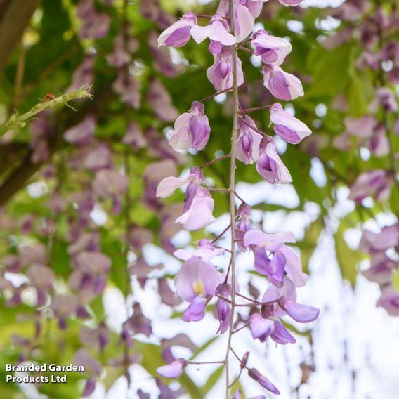 Wisteria 'Caroline'