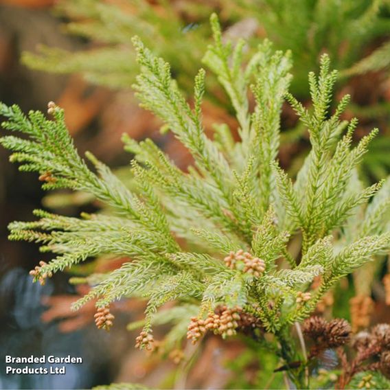 Cryptomeria japonica 'Sekkan Sugi'