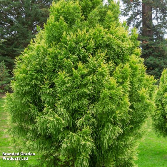 Cryptomeria japonica 'Sekkan Sugi'