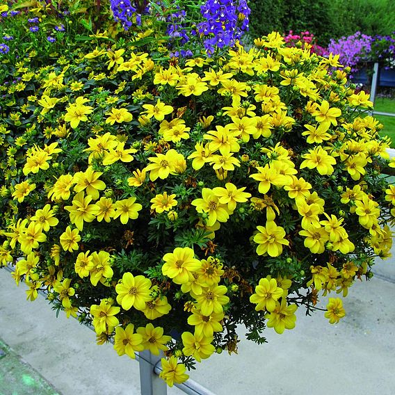 Bidens 'Yellow Port Royal' | Suttons