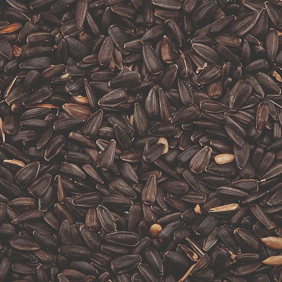 Black Sunflower Seeds