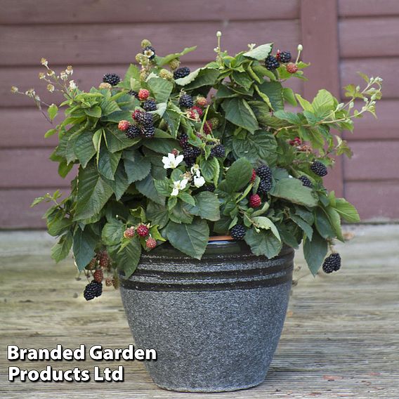 Blackberry 'Opal' (Dwarf)