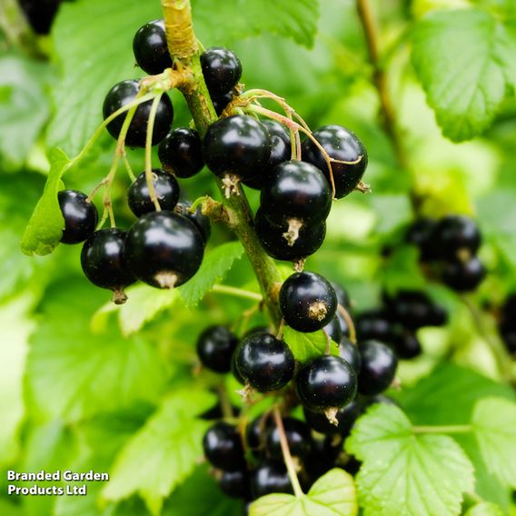 Blackcurrant 'Ben Sarek'