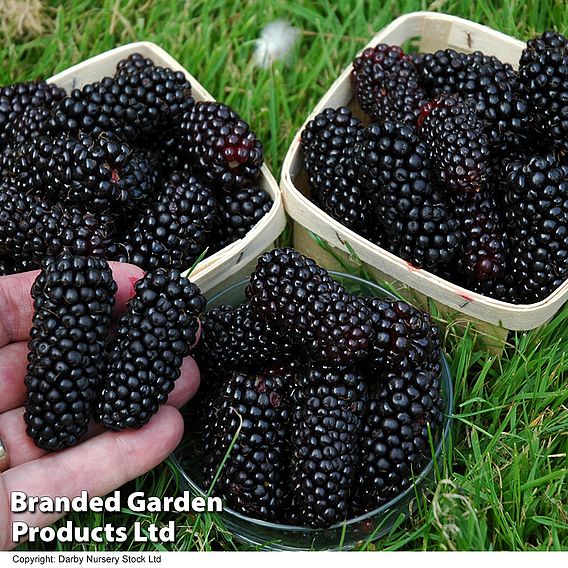 Blackberry 'Black Butte'