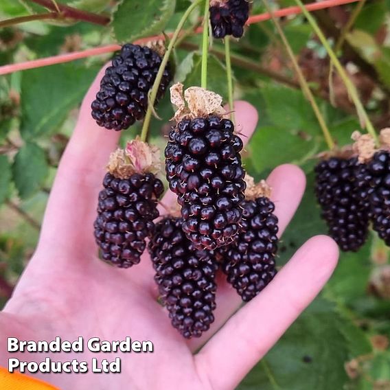 Blackberry 'Loch Katrine'