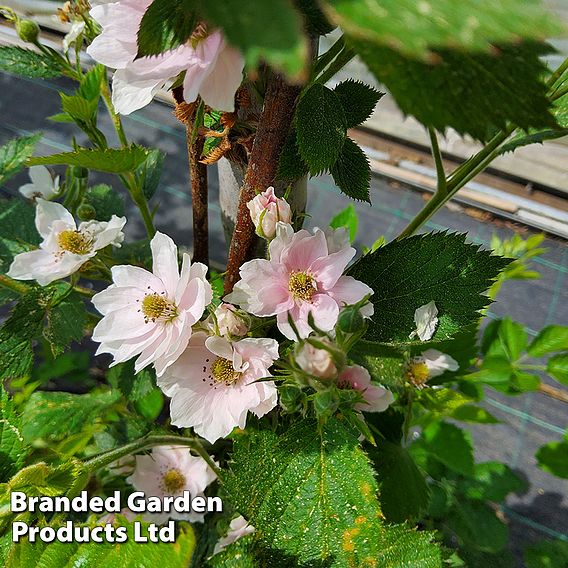 Blackberry 'Loch Maree'