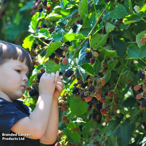 Blackberry 'Navaho'