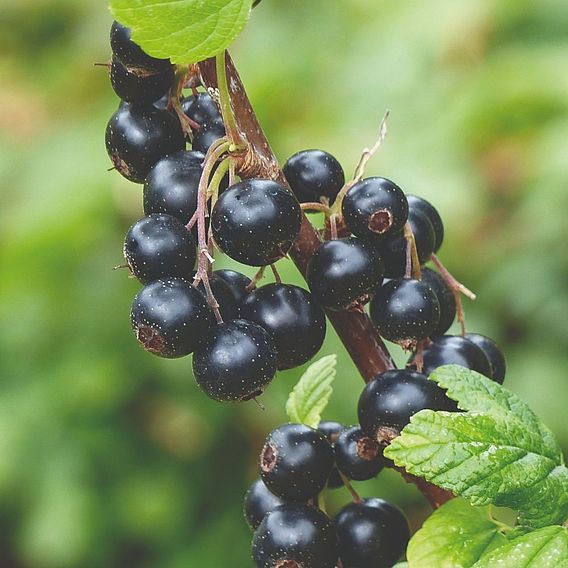 Blackcurrant 'Titania'